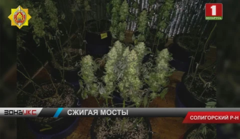 Задержан мужчина, который оборудовал несколько лабораторий по выращиванию конопли Задержан мужчина, который оборудовал несколько лабораторий по выращиванию конопли