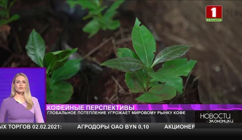 Глобальное потепление угрожает мировому рынку кофе Глобальное потепление угрожает мировому рынку кофе