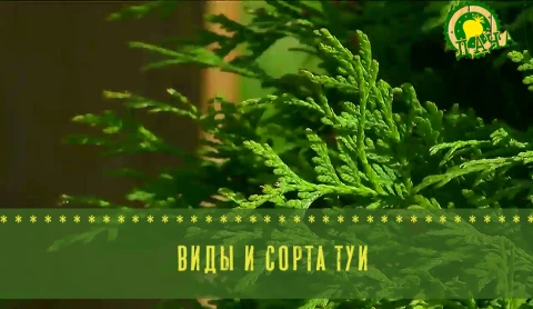 Туя для самой красивой живой изгороди - в программе "Дача" Туя для самой красивой живой изгороди - в программе "Дача"