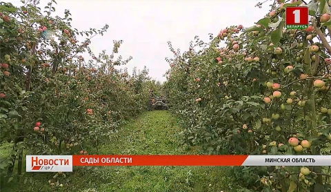 Планы садоводов Беларуси, последние звонки в Минской области, учения спасателей, конкурс красоты в Борисове Планы садоводов Беларуси, последние звонки в Минской области, учения спасателей, конкурс красоты в Борисове