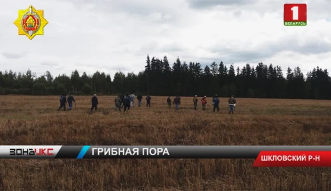 Рекордное число потерявшихся и заблудившихся в лесу Рекордное число потерявшихся и заблудившихся в лесу