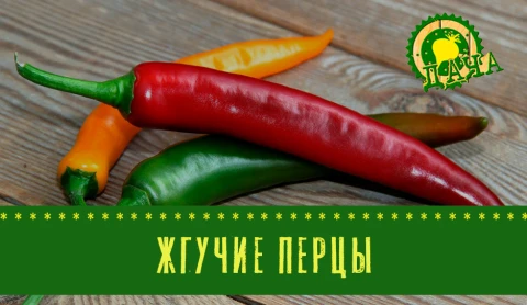 Зимние каникулы в саду | Жгучие перцы Зимние каникулы в саду | Жгучие перцы