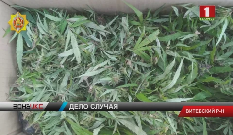 Самый крупный с начала года урожай конопли в Витебске Самый крупный с начала года урожай конопли в Витебске