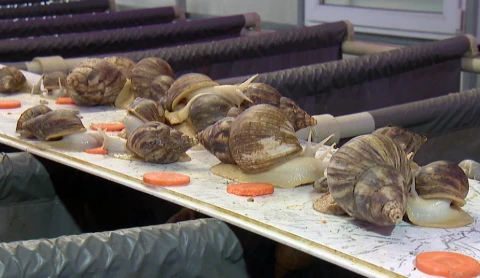 Гастрономический туризм в Радошковичах, новое предприятие по производству мяса индейки, ордена в День Матери Гастрономический туризм в Радошковичах, новое предприятие по производству мяса индейки, ордена в День Матери