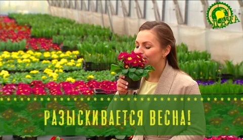 Заморские цветы и экзотические овощи — в программе "Дача" Заморские цветы и экзотические овощи — в программе "Дача"