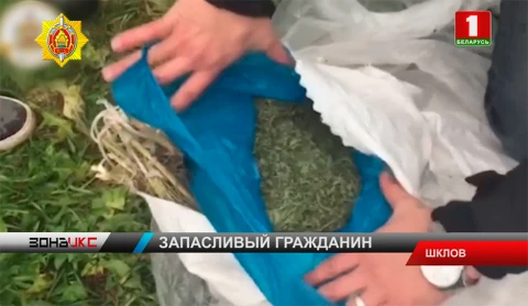 Житель Шклова хранил на участке родственников более полутора килограммов конопли Житель Шклова хранил на участке родственников более полутора килограммов конопли