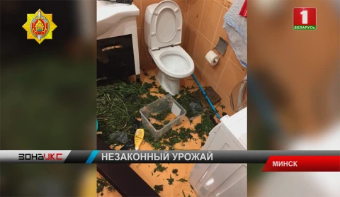 9 килограммов конопли изъяли бойцы столичного наркоконтроля у неработающего минчанина 9 килограммов конопли изъяли бойцы столичного наркоконтроля у неработающего минчанина