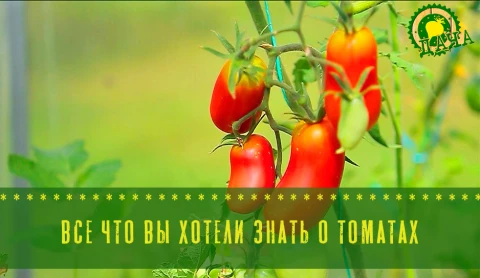 Все, что вы хотели знать о выращивании томатов - в программе "Дача" Все, что вы хотели знать о выращивании томатов - в программе "Дача"