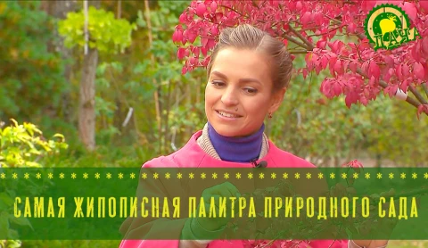 Самая жипописная палитра природного сада - в программе "Дача" Самая жипописная палитра природного сада - в программе "Дача"