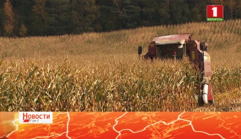 Новости. Центральный регион | Не хлебом единым. В Центральном регионе продолжается уборка овощей Новости. Центральный регион | Не хлебом единым. В Центральном регионе продолжается уборка овощей