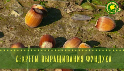 Секреты выращивания фундука - в программе "Дача" Секреты выращивания фундука - в программе "Дача"