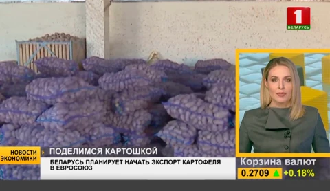 Беларусь планирует начать экспорт картофеля в Евросоюз Беларусь планирует начать экспорт картофеля в Евросоюз