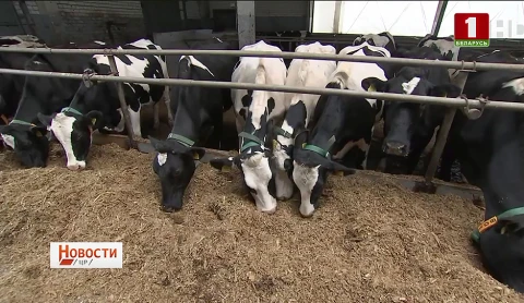 От поля до прилавка | Итоги агросезона | Сладкое производство | Молодые кадры АПК От поля до прилавка | Итоги агросезона | Сладкое производство | Молодые кадры АПК