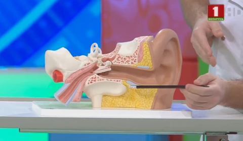 Отит среднего уха Отит среднего уха