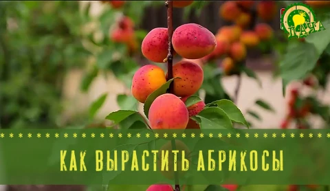 Как вырастить абрикосы - в программе "Дача" Как вырастить абрикосы - в программе "Дача"