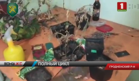 Сотрудники Гродненской таможни пресекли деятельность лаборатории по выращиванию конопли Сотрудники Гродненской таможни пресекли деятельность лаборатории по выращиванию конопли