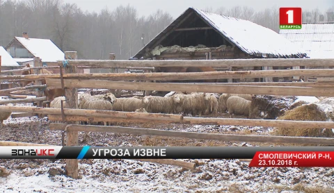 Жертвами неизвестного зверя в Смолевичском районе стали три домашних питомца Жертвами неизвестного зверя в Смолевичском районе стали три домашних питомца