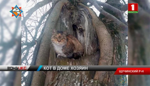 Кот спас хозяина на пожаре в одной из деревень Щучинского района Кот спас хозяина на пожаре в одной из деревень Щучинского района