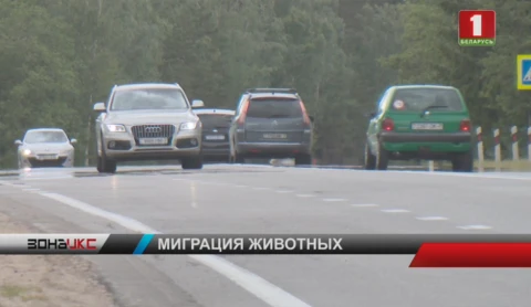 Возбужден ряд уголовных дел за перевозку дичи Возбужден ряд уголовных дел за перевозку дичи