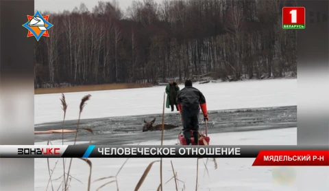 Бойцы МЧС спасли провалившегося под лед лося Бойцы МЧС спасли провалившегося под лед лося