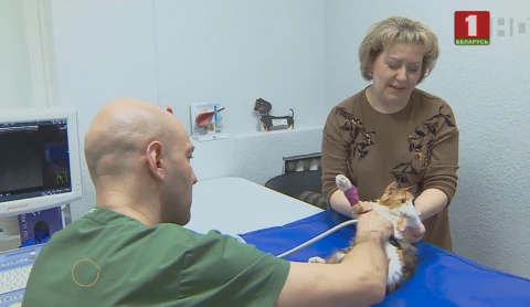 Твой город | Где заботятся о здоровье и даже образах питомцев? Твой город | Где заботятся о здоровье и даже образах питомцев?