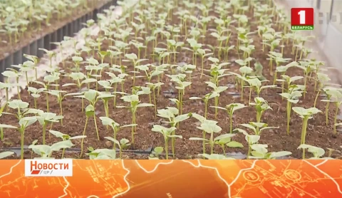 Какие экзотические культуры уже растут в открытом грунте? Какие экзотические культуры уже растут в открытом грунте?