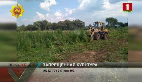 Полгектара дикорастущей конопли бойцы наркоконтроля обнаружили в Лоевском районе Полгектара дикорастущей конопли бойцы наркоконтроля обнаружили в Лоевском районе