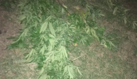 Задержан мужчина, у которого обнаружена марихуана и амфетамин Задержан мужчина, у которого обнаружена марихуана и амфетамин