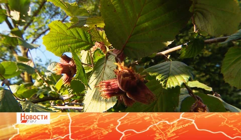 "Крепкий орешек" для бизнеса "Крепкий орешек" для бизнеса