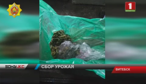 Житель Витебска оборудовал лабораторию по выращиванию марихуаны Житель Витебска оборудовал лабораторию по выращиванию марихуаны