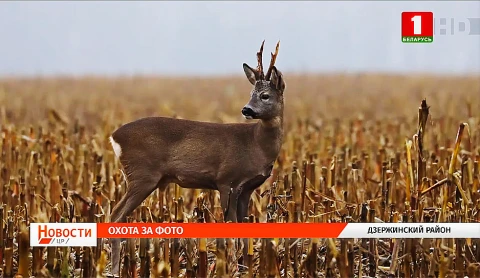 Готовность к открытию социальных объектов, как обновятся в этом году дороги, куда отправиться на фотоохоту Готовность к открытию социальных объектов, как обновятся в этом году дороги, куда отправиться на фотоохоту