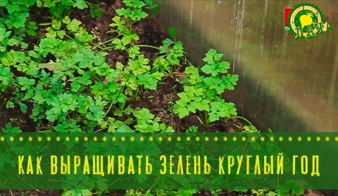 Как выращивать зелень круглый год - в программе "Дача" Как выращивать зелень круглый год - в программе "Дача"