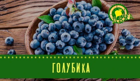 Утепление голубики | Как вырастить батат Утепление голубики | Как вырастить батат