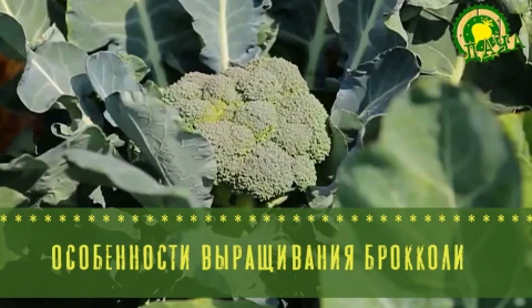 Особенности выращивания брокколи - в программе "Дача" Особенности выращивания брокколи - в программе "Дача"