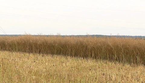 Инвестиции в здоровье | Лесная стихия | Ценный урожай | Летний экотур Инвестиции в здоровье | Лесная стихия | Ценный урожай | Летний экотур