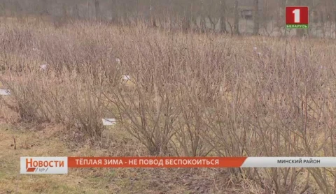 Оптимальная перезимовка или повод беспокоиться за будущий урожай Оптимальная перезимовка или повод беспокоиться за будущий урожай