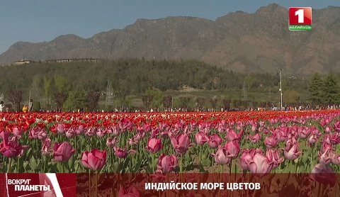 Переговоры на Босфоре, индийское море цветов, палестинский праздник живота, рамадан у мусульман - итоги недели в программе "Вокруг планеты" Переговоры на Босфоре, индийское море цветов, палестинский праздник живота, рамадан у мусульман - итоги недели в программе "Вокруг планеты"