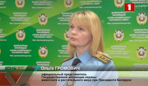 Незаконный арсенал дома у жителя Климовичского района обнаружили госинспекторы Незаконный арсенал дома у жителя Климовичского района обнаружили госинспекторы