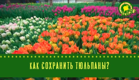 Что поможет сохранить тюльпаны? Что поможет сохранить тюльпаны?