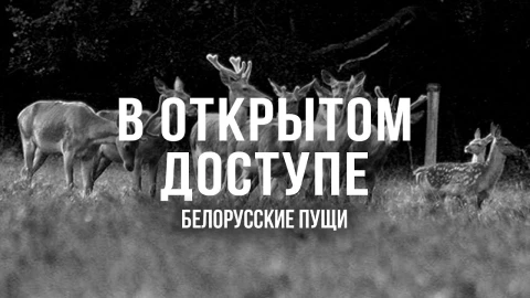 В открытом доступе | Белорусские пущи В открытом доступе | Белорусские пущи