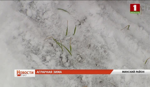 Озимые под особым контролем, 100 идей для Беларуси, молодые учителя Озимые под особым контролем, 100 идей для Беларуси, молодые учителя