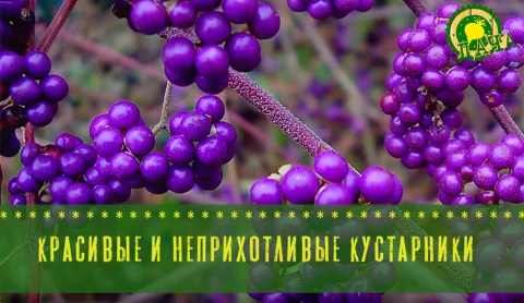 Красивые и неприхотливые кустарники Красивые и неприхотливые кустарники