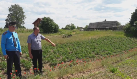 Более гектара мака уничтожили в Мядельском районе Более гектара мака уничтожили в Мядельском районе