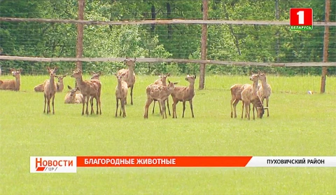 В Пуховичском районе разводят благородных оленей В Пуховичском районе разводят благородных оленей