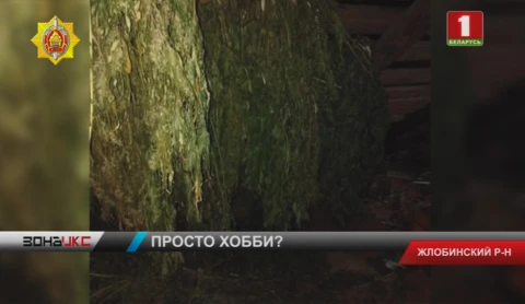 Четыре килограмма марихуаны обнаружили бойцы наркоконтроля в Жлобинском районе Четыре килограмма марихуаны обнаружили бойцы наркоконтроля в Жлобинском районе