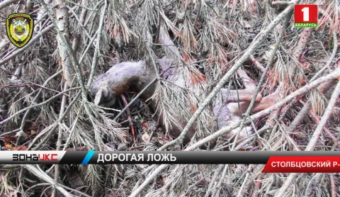 11 человек подозревают в браконьерстве 11 человек подозревают в браконьерстве