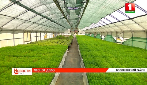 Автопробег по Минской области, безопасность на дороге, День работников леса, оздоровление в "Зубрёнке" Автопробег по Минской области, безопасность на дороге, День работников леса, оздоровление в "Зубрёнке"