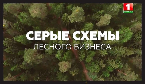 Серые схемы лесного бизнеса Серые схемы лесного бизнеса