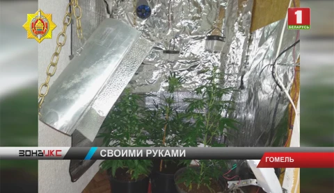 Лабораторию по производству марихуаны организовал у себя дома житель Новобелицкого района Лабораторию по производству марихуаны организовал у себя дома житель Новобелицкого района