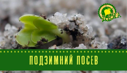Подзимний посев Подзимний посев